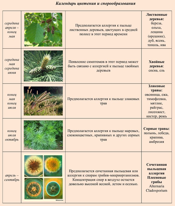 Календарь пыльцы. Сорные травы аллергены. Аллергены от пыльцы сорных трав. Аллергенные деревья таблица. Периоды цветения растений.
